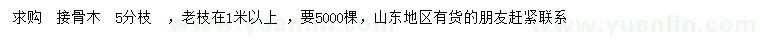 求購5分枝接骨木