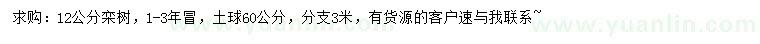求購12公分欒樹