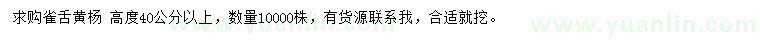 求購高40公分以上雀舌黃楊