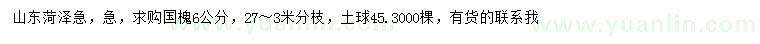 求購6公分國槐