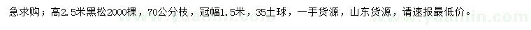 求購高2.5米黑松