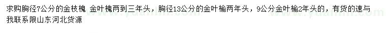 求購金枝槐、金葉槐、金葉榆