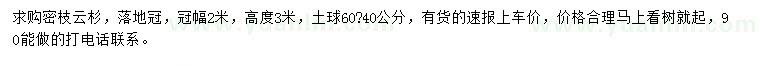求購冠幅2米密枝云杉