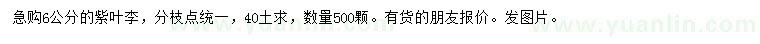 求購6公分紫葉李