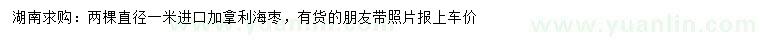 求購(gòu)直徑1米進(jìn)口加拿利海棗