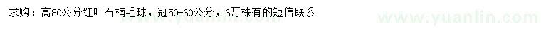 求購(gòu)高80公分紅葉石楠毛球