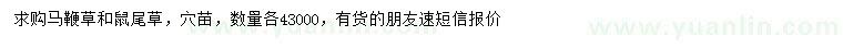 求購馬鞭草、鼠尾草
