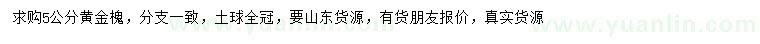 求購5公分黃金槐