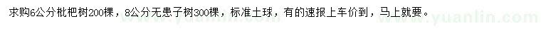 求購6公分枇杷樹、8公分無患子