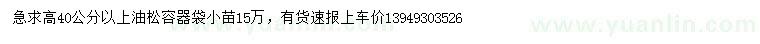 求購高40公分以上油松小苗