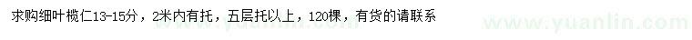 求購13-15公分細葉欖仁