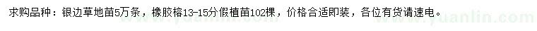 求購銀邊草、13-15公分橡膠榕
