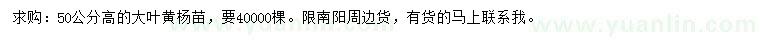 求購高50公分大葉黃楊