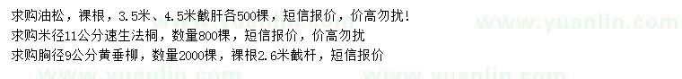 求購油松、速生法桐、黃垂柳