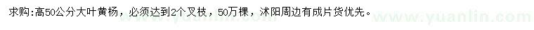 求購高50公分大葉黃楊