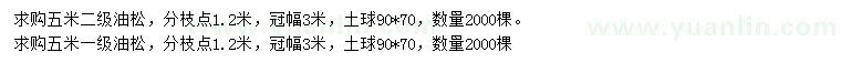 求購5米油松