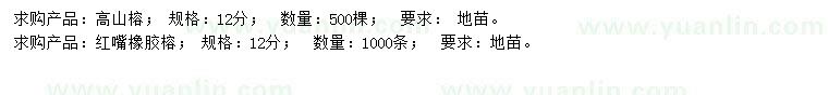 求購12公分高山榕、紅嘴橡膠榕