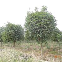 桂花3圖片\桂花3報(bào)價(jià)