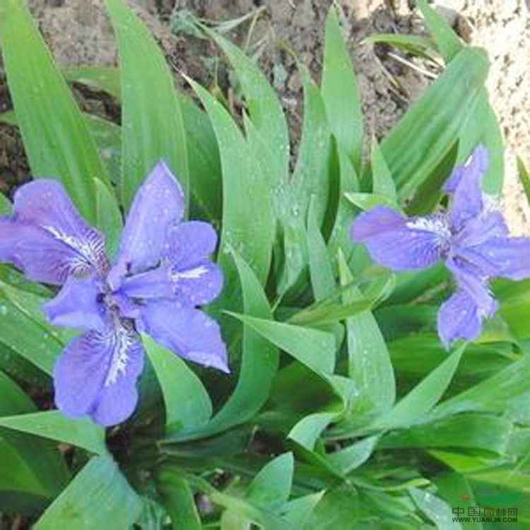 鳶尾  蝴蝶蘭  藍(lán)花鳶尾   鳶尾價(jià)格 園林綠化小區(qū)綠化