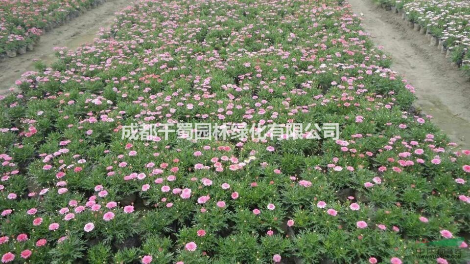 大量供應(yīng)木春菊 木春菊價格 最新草花行情