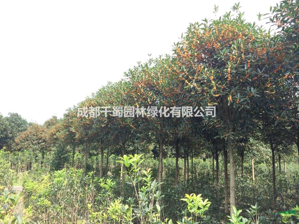 丹桂種植基地 高桿丹桂 雄黃桂 5-6公分桂花價格