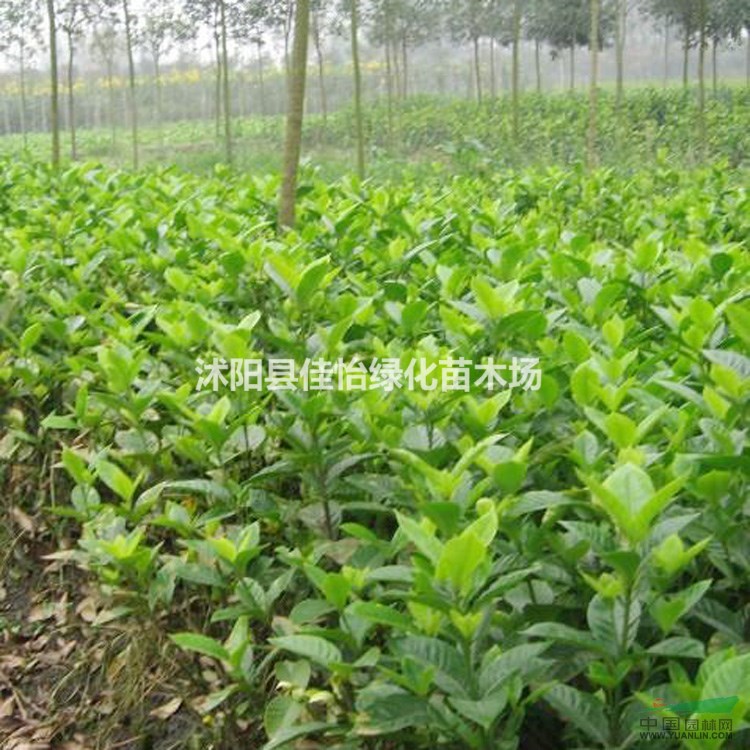 梔子花 牡丹梔子 梔子花小苗 園林綠化小區(qū)綠化