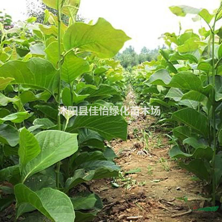 黃玉蘭樹苗 玉蘭花小苗 玉蘭價格 玉蘭苗圃園林綠化小區(qū)綠化