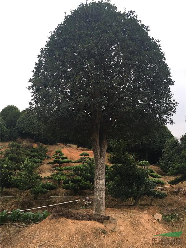  湖南大桂花價格、湖南桂花樹價格表、湖南桂花基地