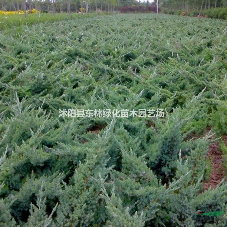  供應爬地柏、衛矛、小葉女貞、紅瑞木、石榴、丁香、水蠟、火棘