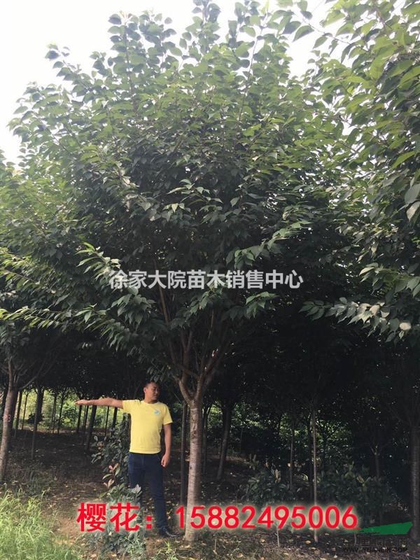 櫻花，低分枝櫻花，日本晚櫻