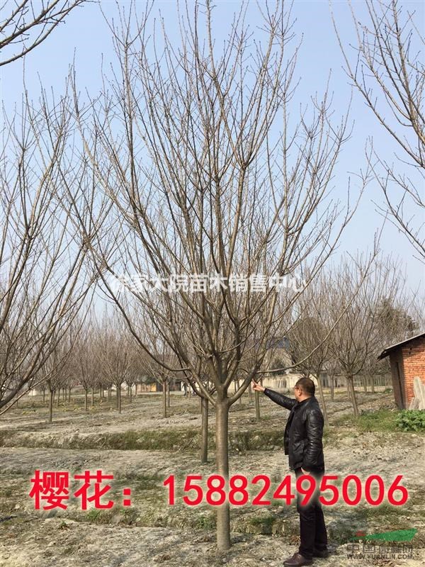 櫻花，低分枝櫻花，日本晚櫻