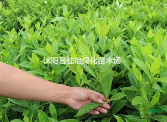 梔子花 牡丹梔子 梔子花小苗 園林綠化小區(qū)綠化