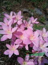 全國(guó)供應(yīng)20—50分腎蕨地苗.紅花蔥蘭