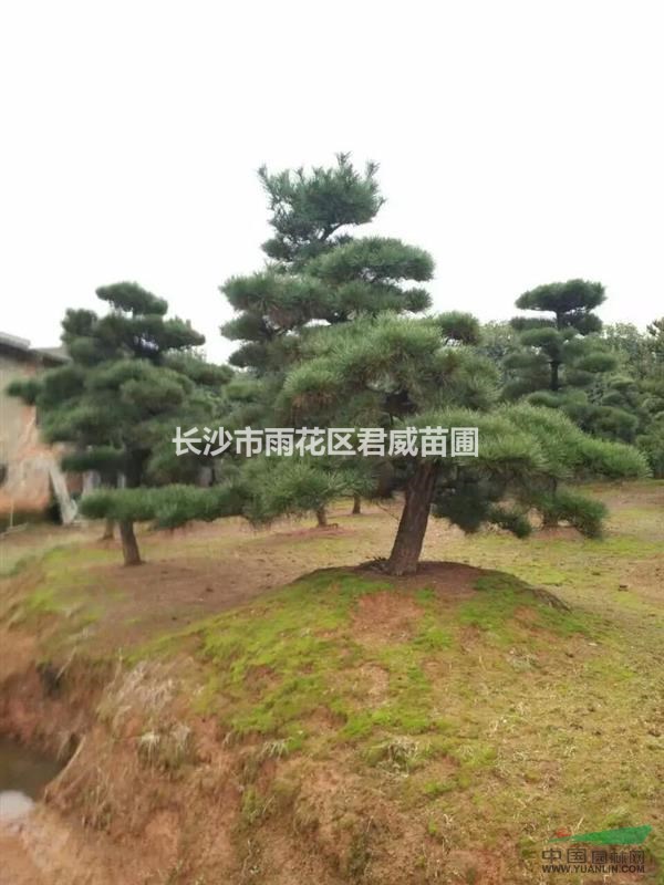 湖南君威苗圃長期供應(yīng)8至10公分的黑松。造型黑松，黑松樹，