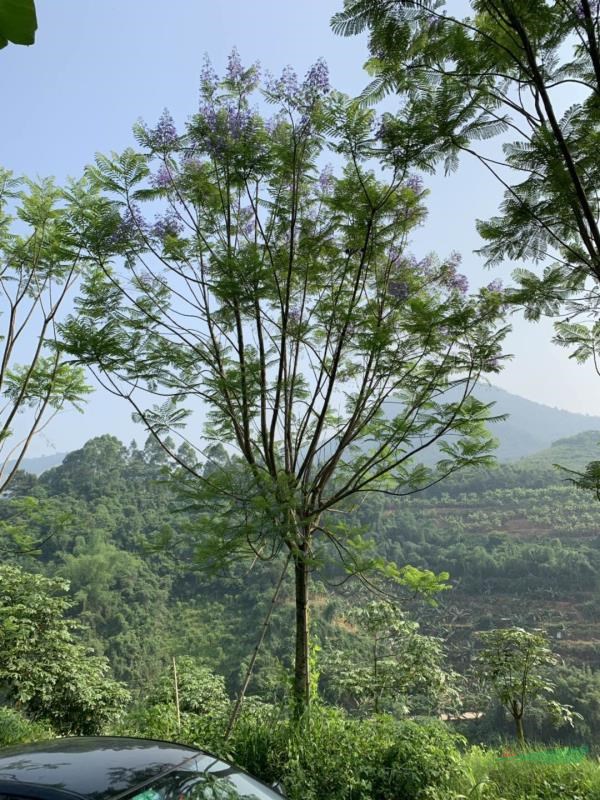 25公分藍(lán)花楹