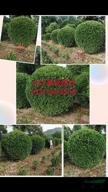 大葉黃楊小苗