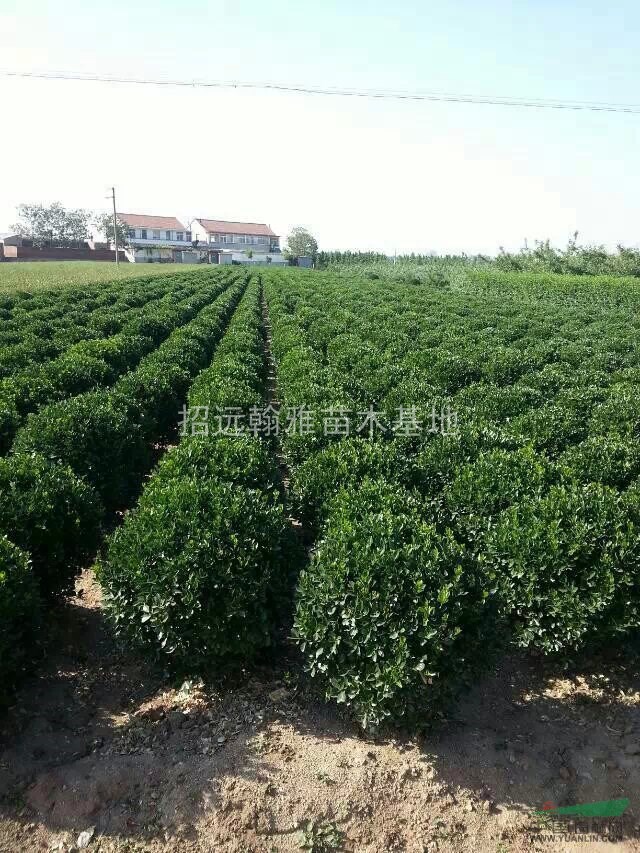 山東優(yōu)質(zhì)大葉黃楊球