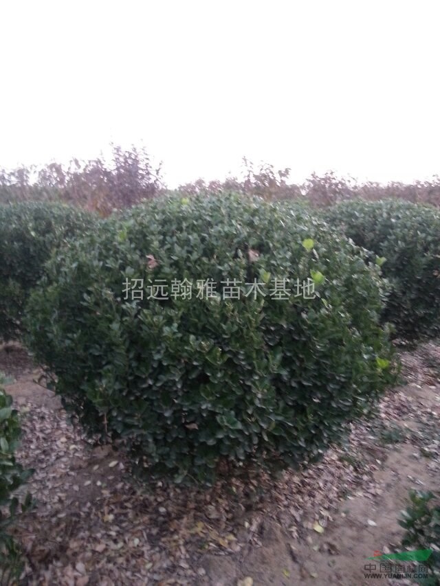 山東優(yōu)質(zhì)大葉黃楊球