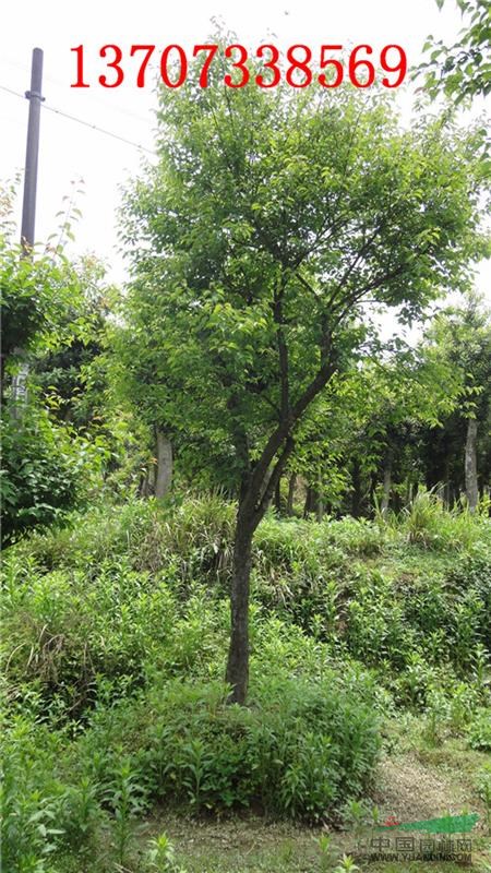 合楓 合楓樹(shù) 瀏陽(yáng)雜木合楓