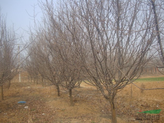 河南木瓜基地