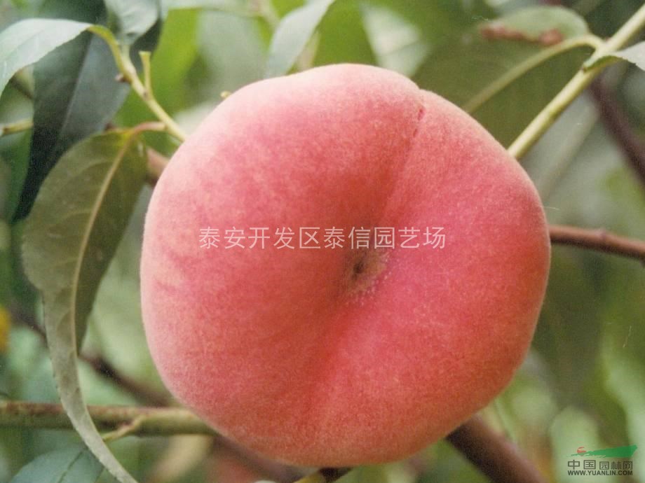 山東桃苗、桃苗價格