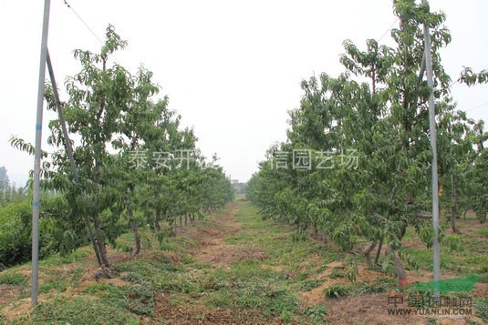 山東桃樹苗基地、桃樹苗價格