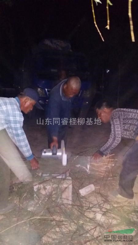 山東檉柳小苗加工