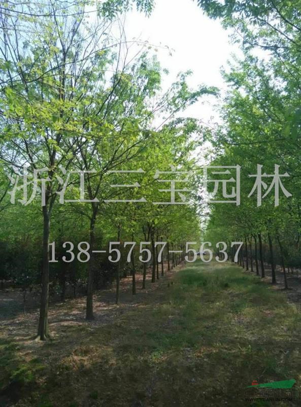 供應12-16公分精品榔榆