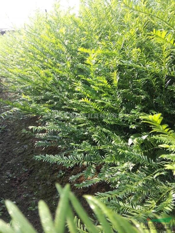 浙江紅豆杉小苗供應(yīng)，紅豆杉小苗批發(fā)，量大優(yōu)惠