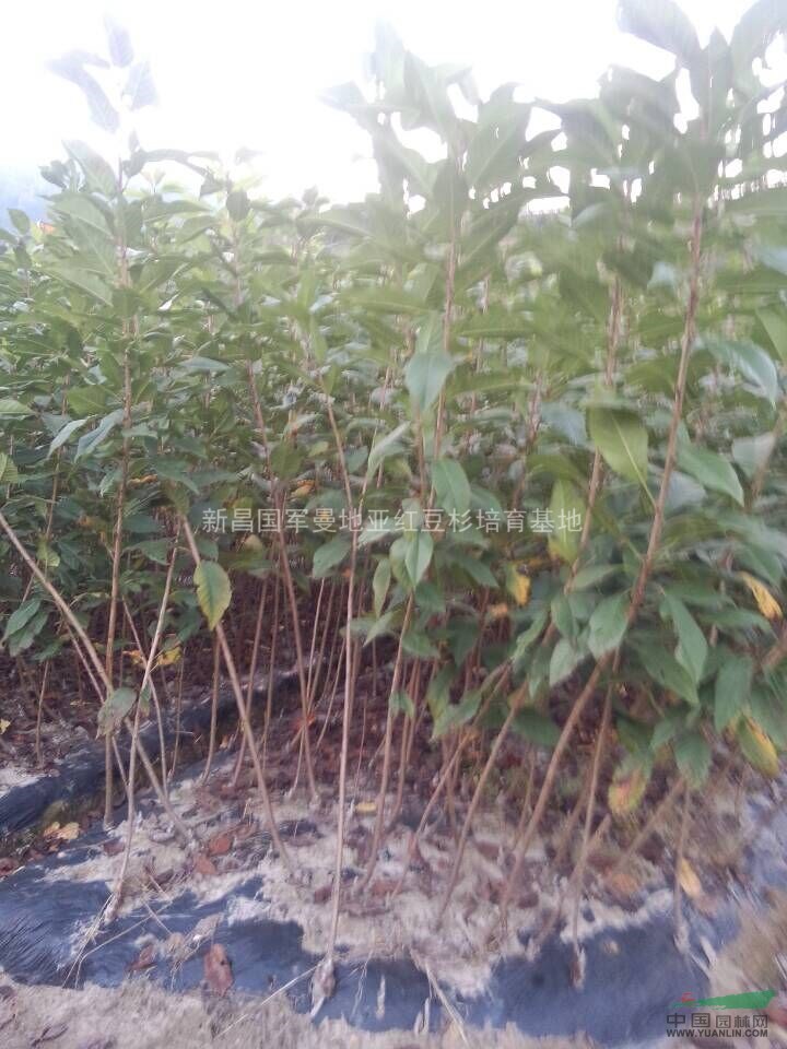 浙江紅豆杉小苗供應 
