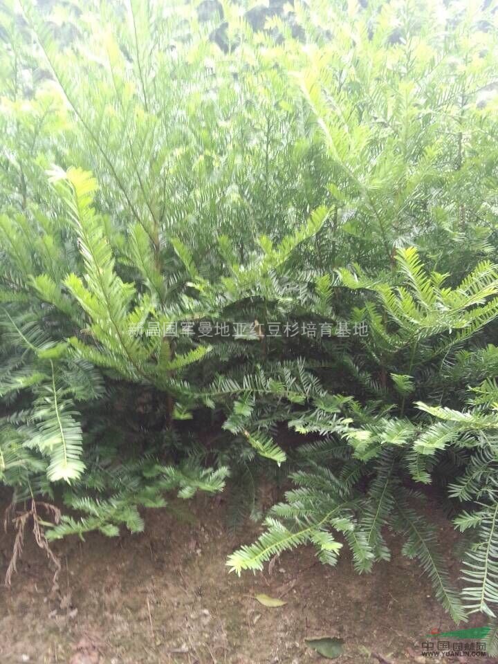 浙江紅豆杉小苗供應(yīng)