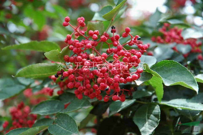 云南花椒苗、花椒苗基地