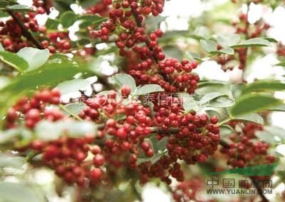 廣西花椒苗、花椒苗基地
