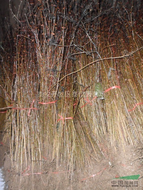 供應花椒苗、花椒苗價格